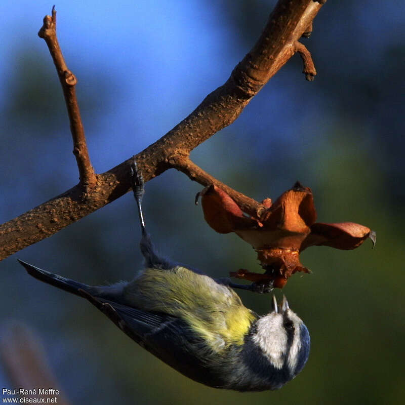 Eurasian Blue Titadult, feeding habits