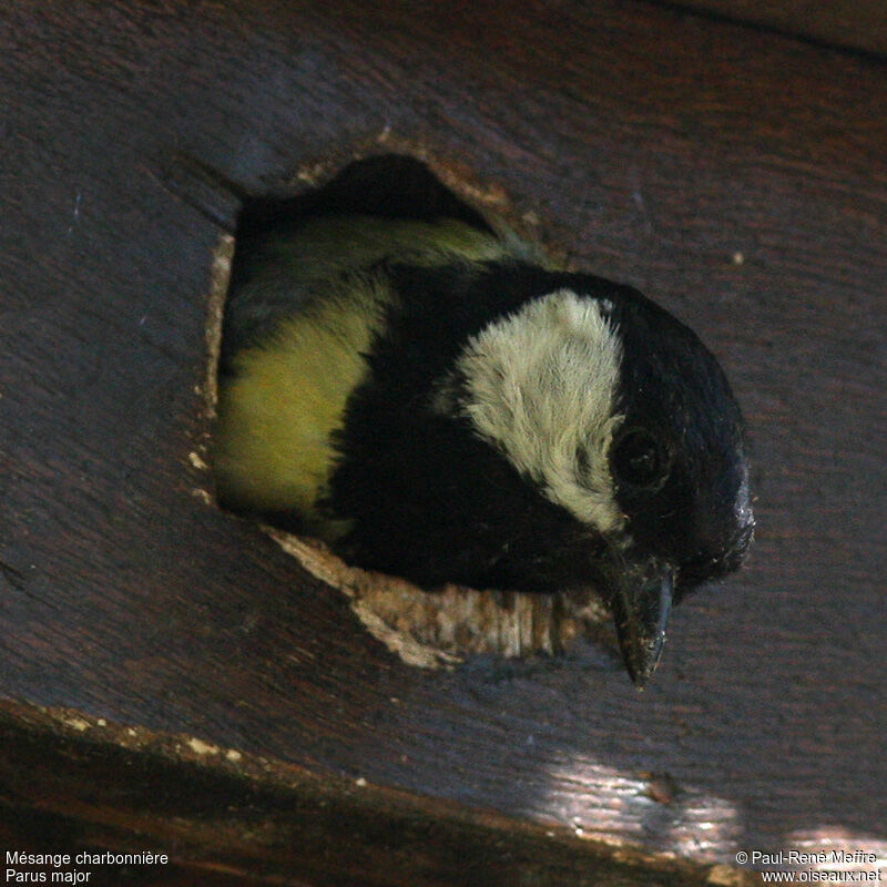 Mésange charbonnière mâle adulte