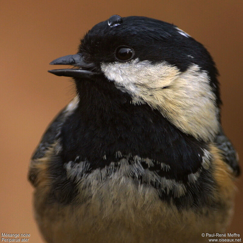 Mésange noireadulte