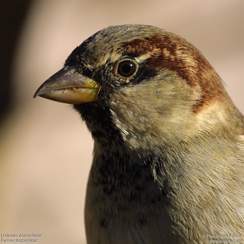 House Sparrow male