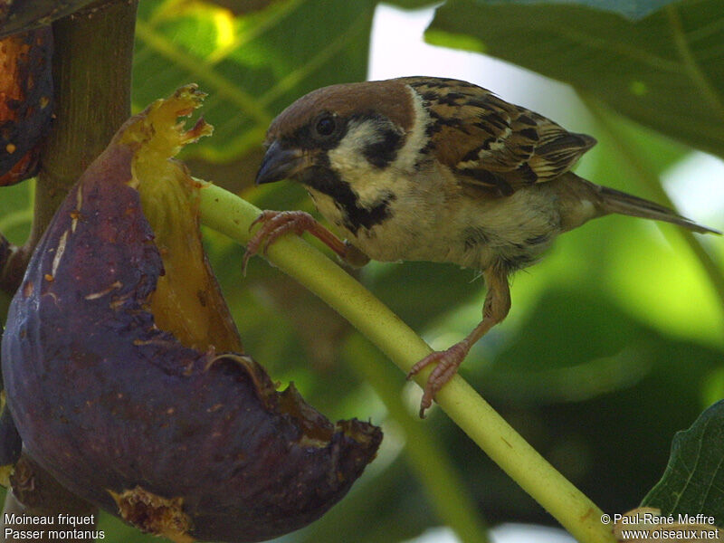 Eurasian Tree Sparrow