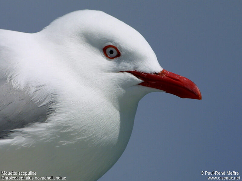 Silver Gull (scopulinus)