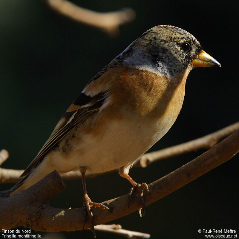 Bramblingadult