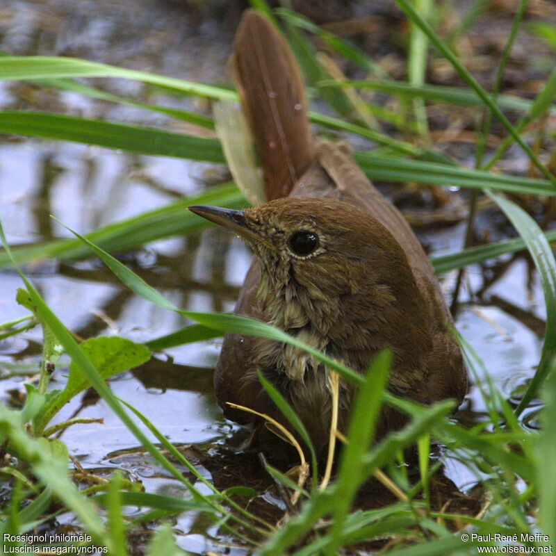 Common Nightingale