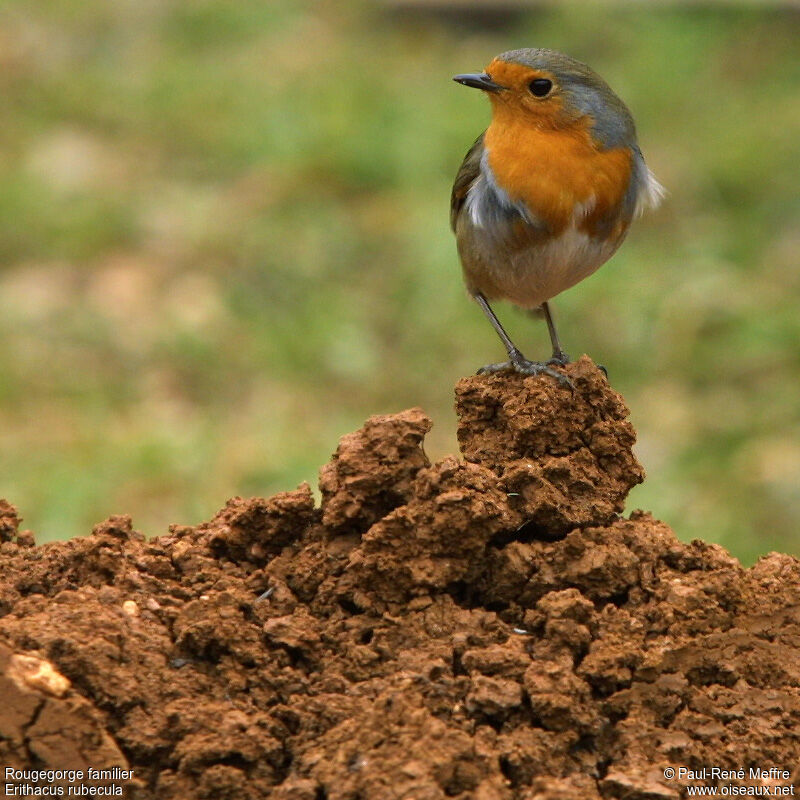 European Robinadult