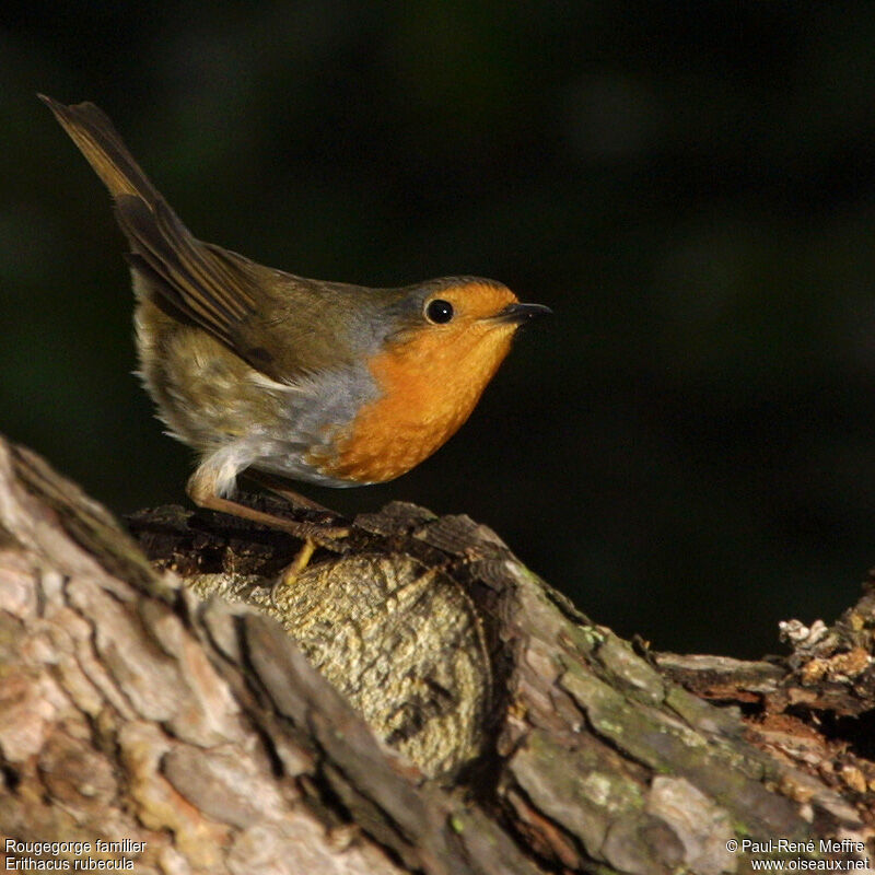 European Robinadult