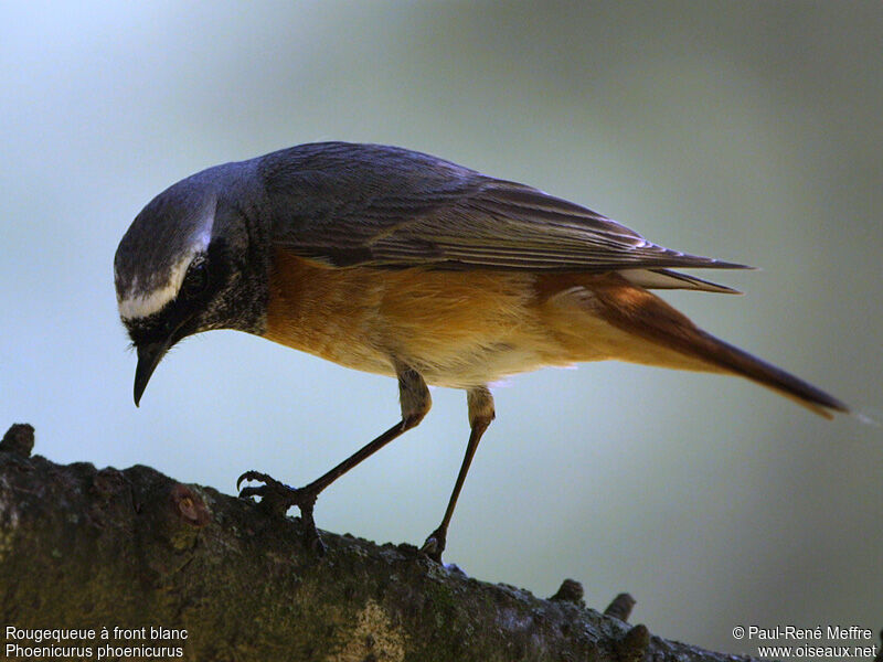 Common Redstart male adult