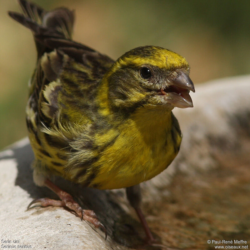 Serin cini mâle adulte