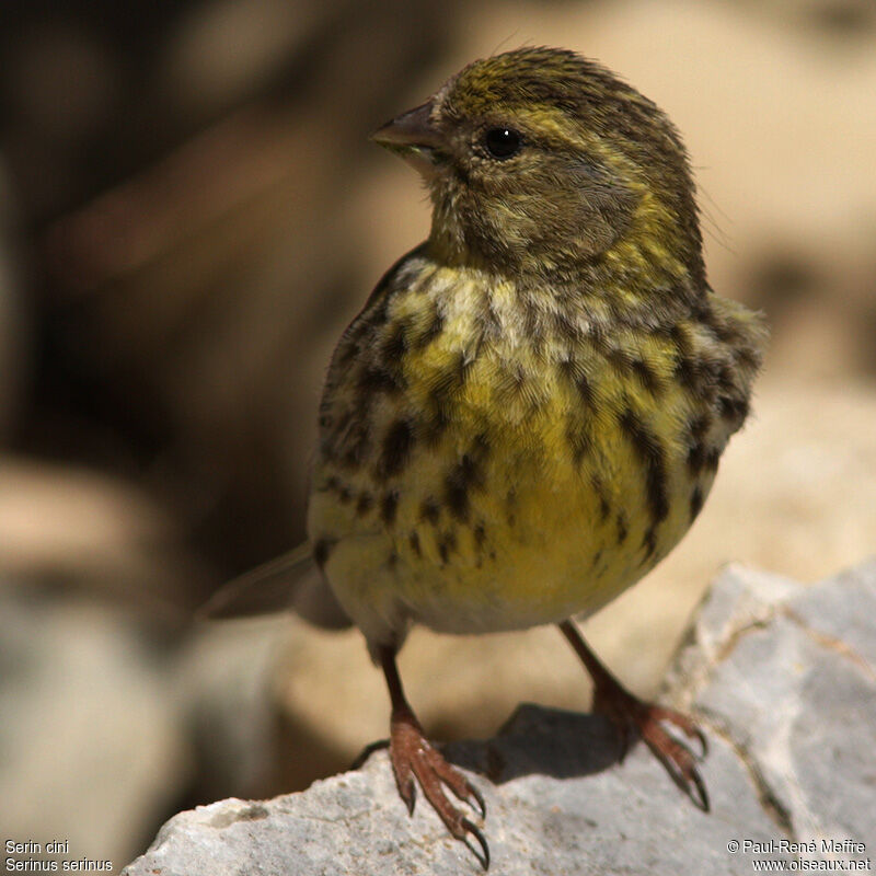 Serin cini femelle adulte