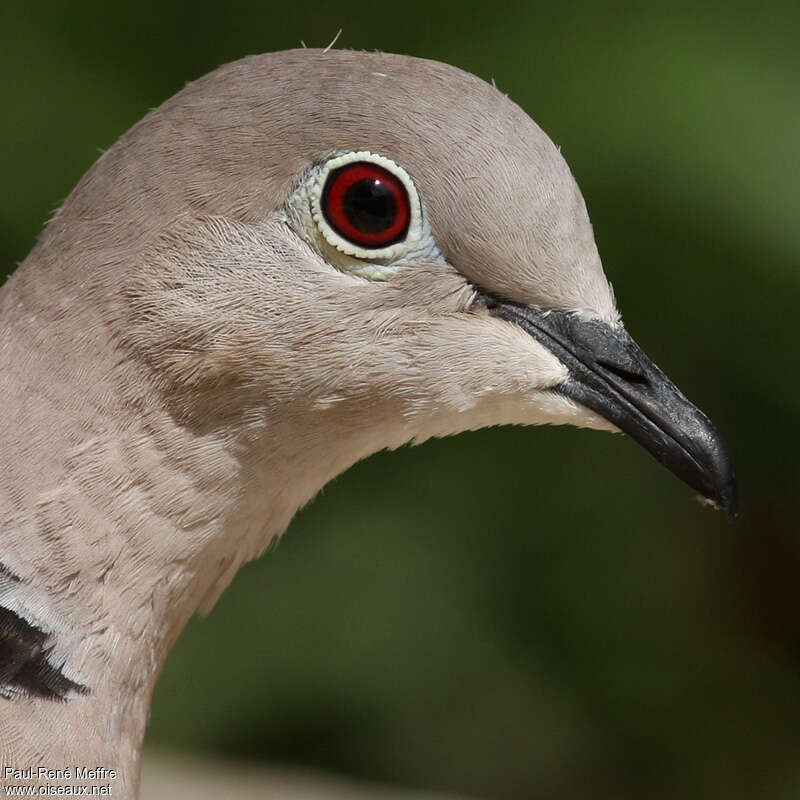 Eurasian Collared Doveadult, close-up portrait