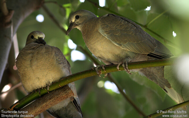 Eurasian Collared Dovejuvenile