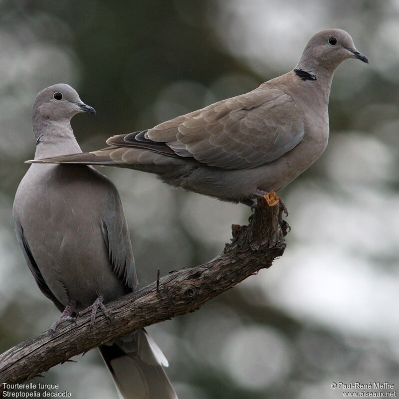 Eurasian Collared Doveadult