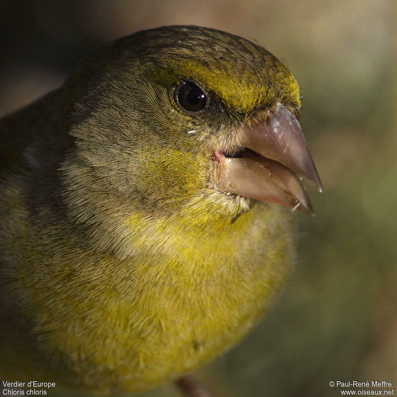 European Greenfinch male