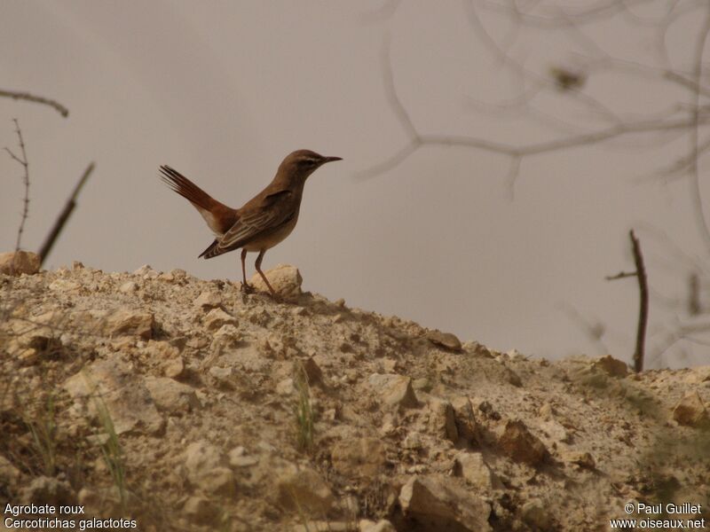 Rufous-tailed Scrub Robin