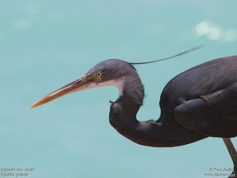 Western Reef Heron