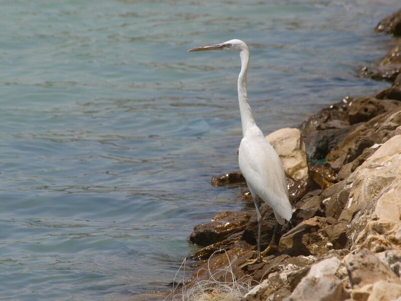 Western Reef Heron