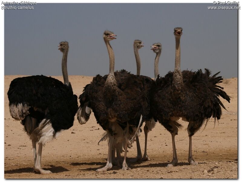 Common Ostrich 