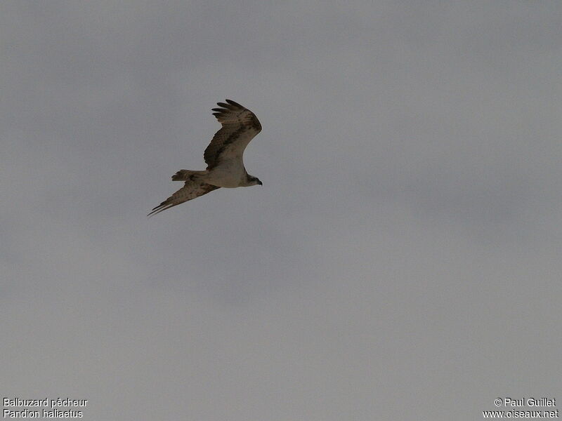 Osprey