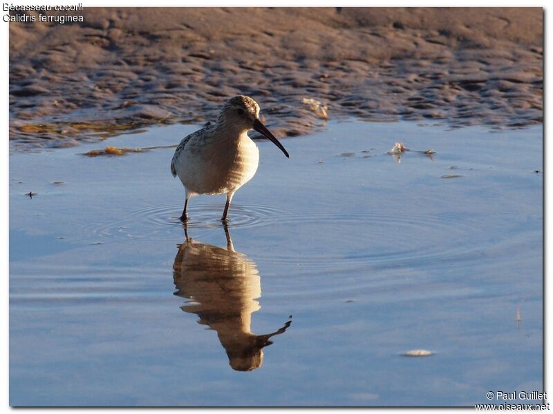 Curlew Sandpiper