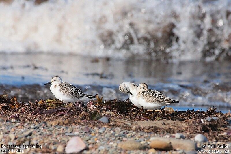 Bécasseau sanderling