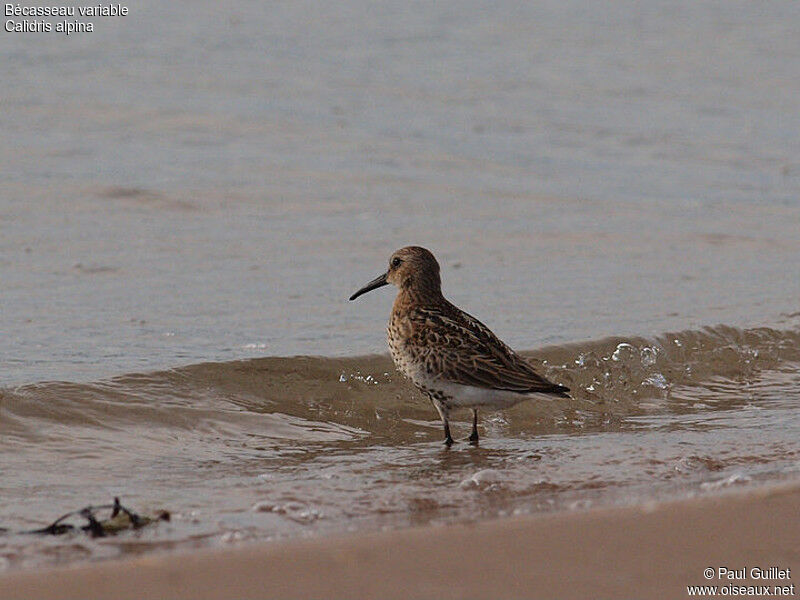 Dunlin