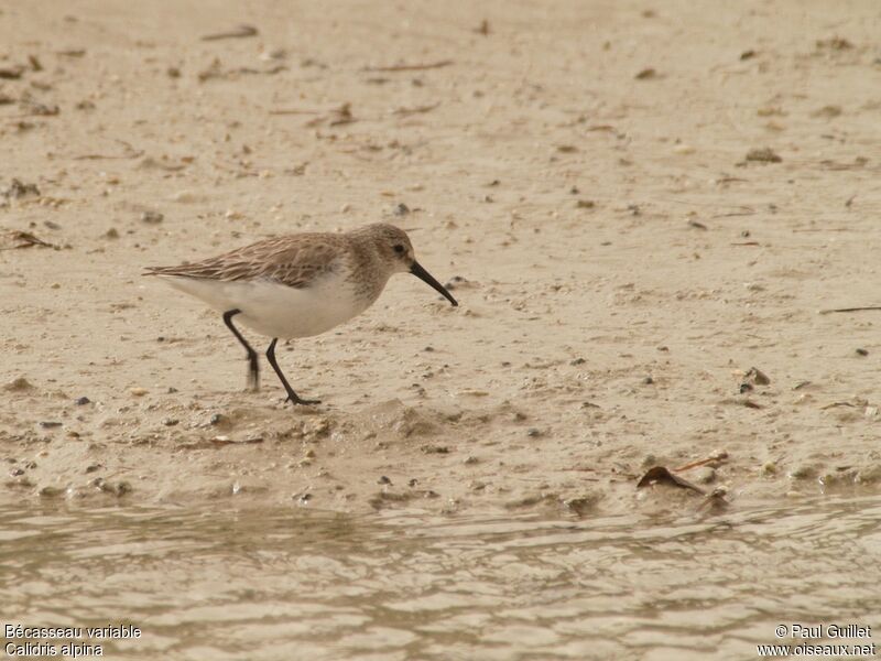 Dunlin