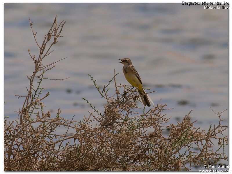 Western Yellow Wagtailjuvenile