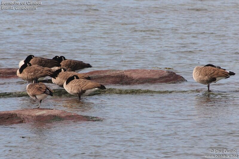 Canada Goose