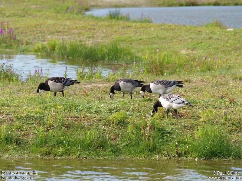 Barnacle Goose