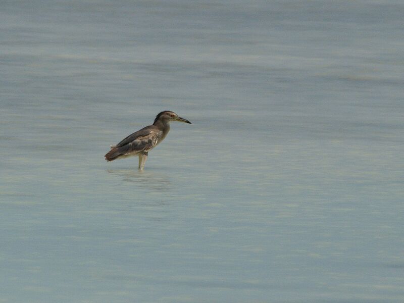 Black-crowned Night Heron