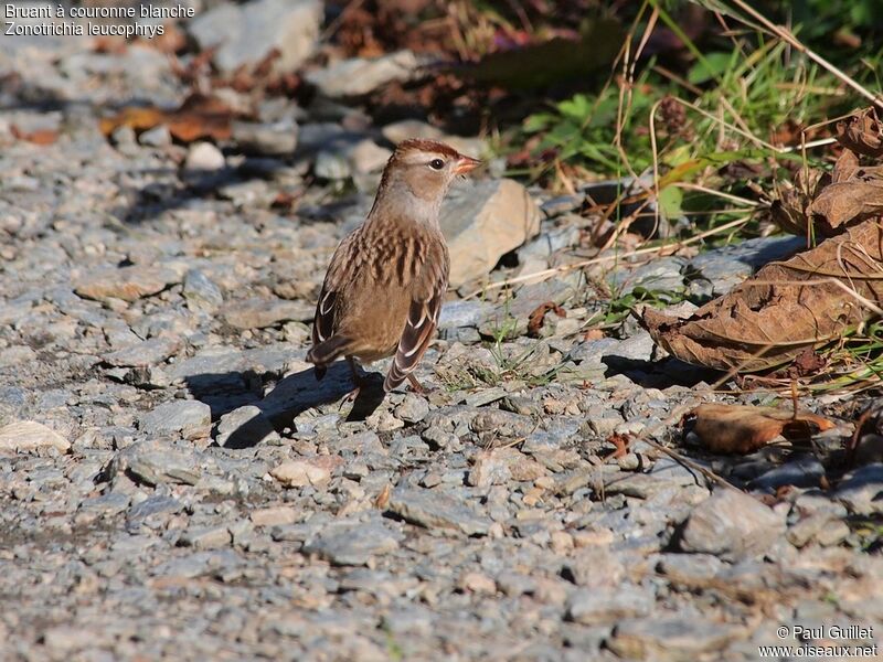 White-crowned Sparrowjuvenile