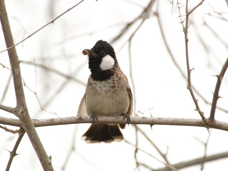 White-eared Bulbul