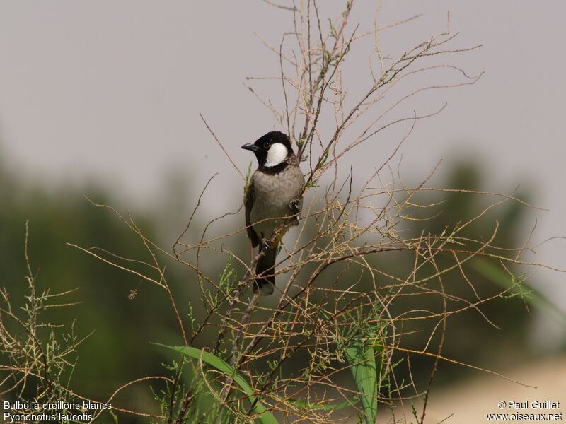 Bulbul à oreillons blancs