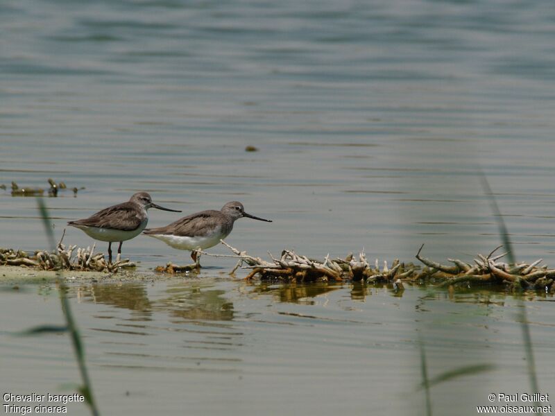 Terek Sandpiper 