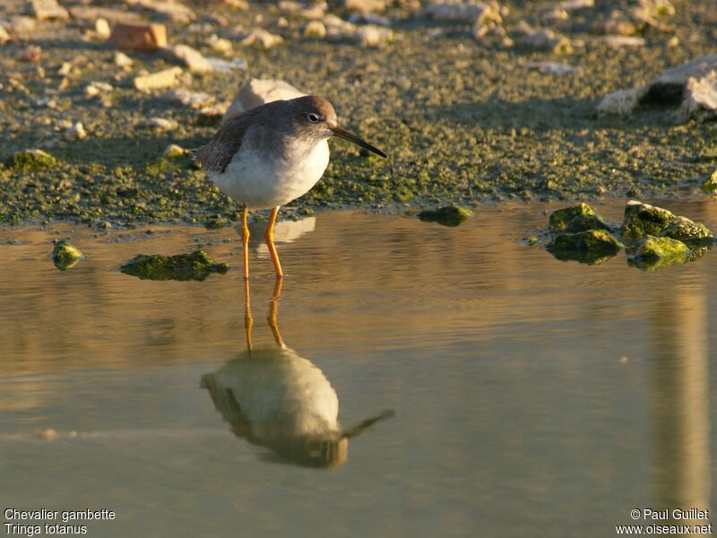 Common Redshank