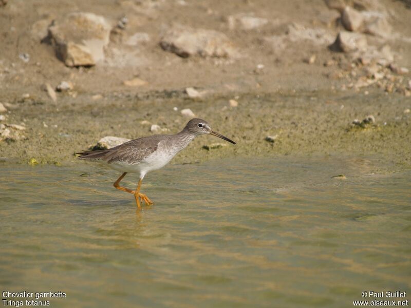 Common Redshank