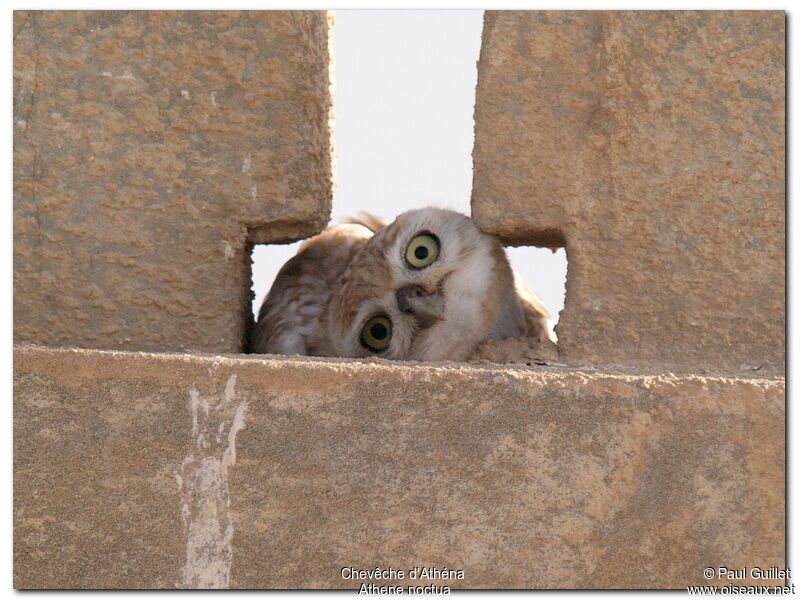 Little OwlFirst year, Behaviour