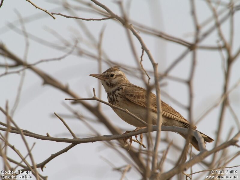 Crested Lark