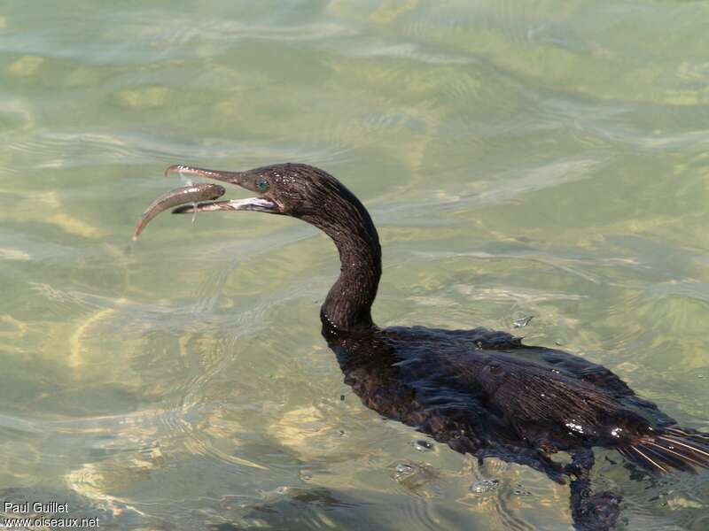 Cormoran de Socotra, régime