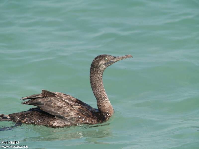 Socotra Cormorant, identification