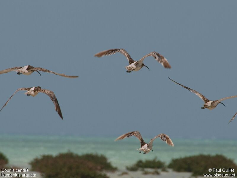 Eurasian Curlew