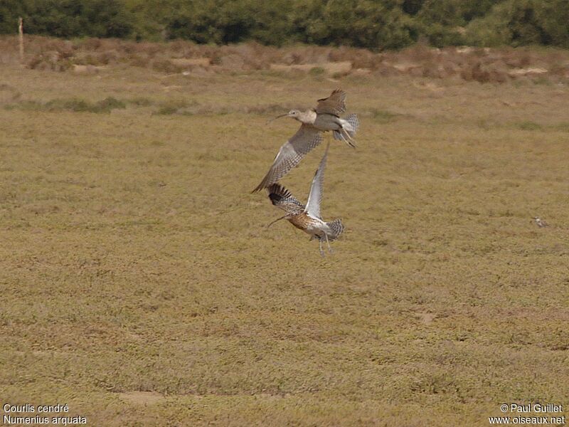 Eurasian Curlew 