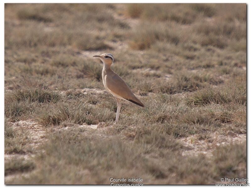 Cream-colored Courseradult, identification