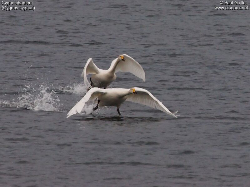 Cygne chanteur 