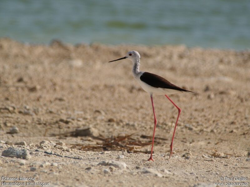 Black-winged Stilt