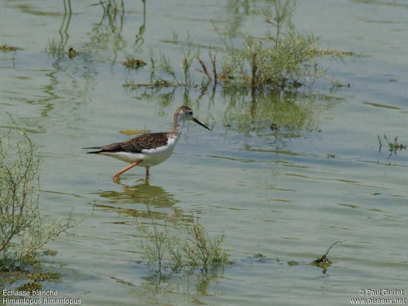 Black-winged Stiltimmature