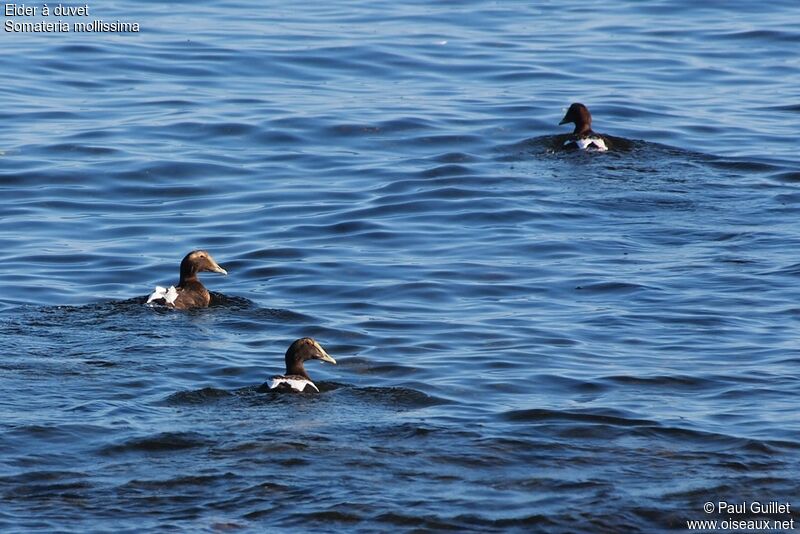 Eider à duvetimmature