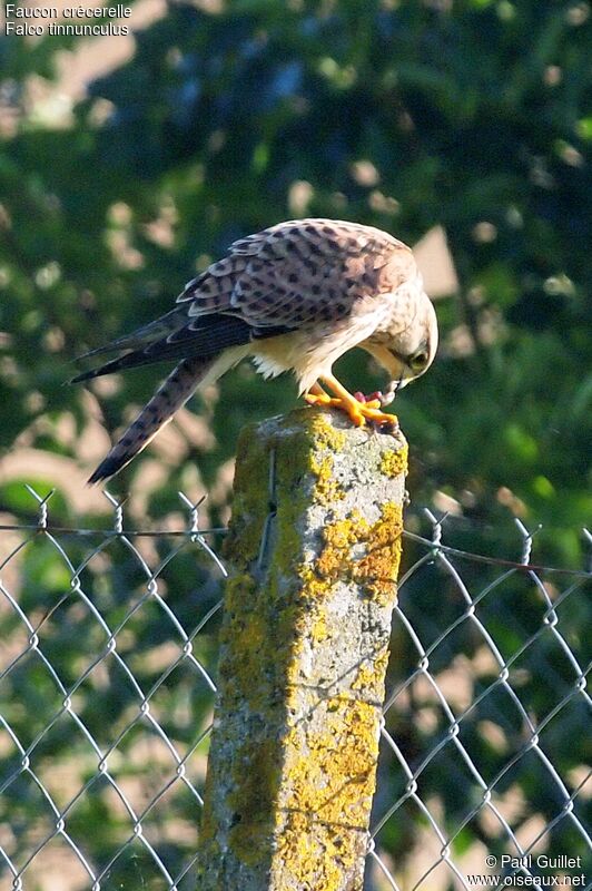 Common Kestrel