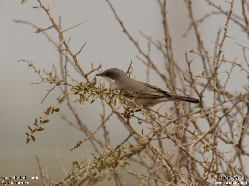 Lesser Whitethroat