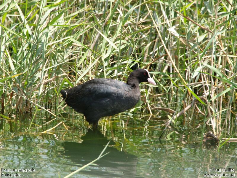 Eurasian Coot